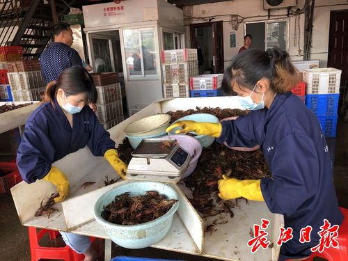 来武汉撮虾子 白沙洲农副产品大市场日批发龙虾100吨
