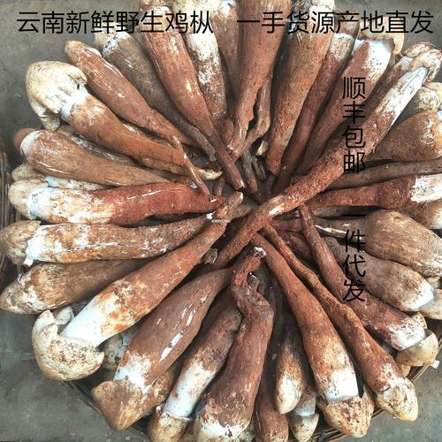 云南野生鸡枞菌新鲜火把鸡枞荔枝菌 蘑菇山货食用农产品2斤包邮
