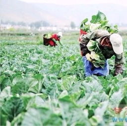 张北菜单品市场c位出道 大量上市徐州雨润,来自海拔1800米的味道